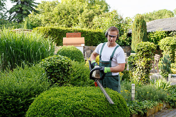 How Our Tree Care Process Works  in  Canastota, NY